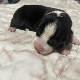 Maroon Boy - Black, white and red male Greater Swiss Mountain Dog puppy in Lower Burrell, Pennsylvania from Polyanna’s GSMD
