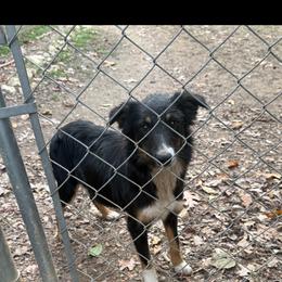 Border Collie puppies from Coble Kennels
