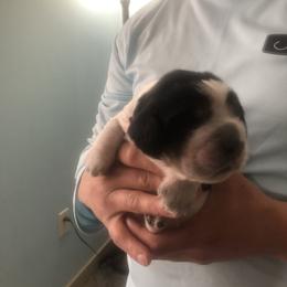 Parker - Black white and tan male English Springer Spaniel puppy in Egg Harbor, New Jersey from Whispering Cedars Springer Spaniels NJ