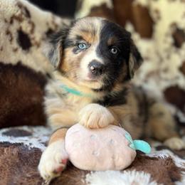 Witch's Brew - Blue merle female Australian Shepherd puppy in Wayne, West Virginia from Creek Side Aussies & Doodles