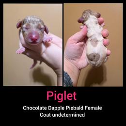 Piglet - Dapple female Dachshund puppy in Quitman, Mississippi from S-and-A Kennels