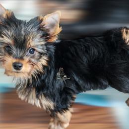 Yorkshire Terrier Puppies from Essence of Grace Yorkies