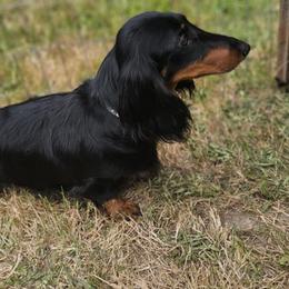 Mia - Dachshund
