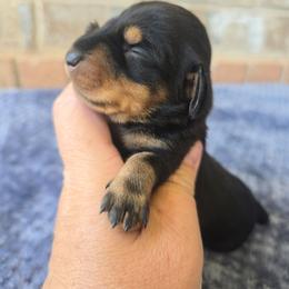 Hunter - Black and tan male Dachshund puppy in West Haven, Utah from Doxie Trails LLC