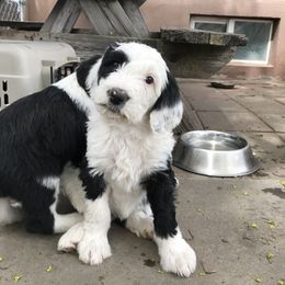Old English Sheepdog and Sheepadoodle Puppies from Doodlefolk
