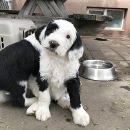 Old English Sheepdog and Sheepadoodle Puppies from Doodlefolk