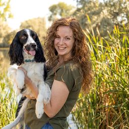English Springer Spaniels from Canyon Sage Springers