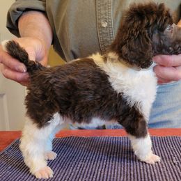 Poodle Puppies from Chapel Hill Poodles