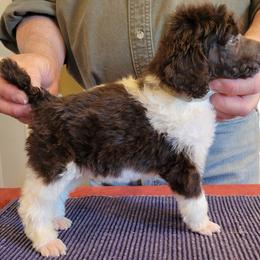 Poodle Puppies from Chapel Hill Poodles
