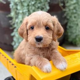 Lemonade - Apricot female Goldendoodle puppy in Wharton, Texas from Little Fur Friends