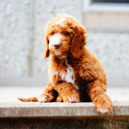 Wallace - Red  male Goldendoodle puppy in Washington from Doodle Love