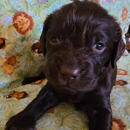 Light Pink - Liver female Boykin Spaniel puppy in Midland, Michigan from Ives Heritage Homestead
