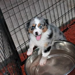 Australian Shepherd Puppies from LKN Aussies