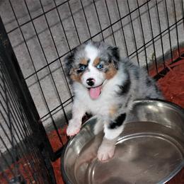 Australian Shepherd Puppies from LKN Aussies