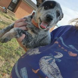 Girl 1 - Blue mottled female Australian Cattle Dog puppy in Bradford, Arkansas from Cedar Rock Heelers and Kelpies