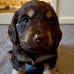 Emmit - Chocolate and tan male Dachshund puppy in Groveport, Ohio from Brobst Farm