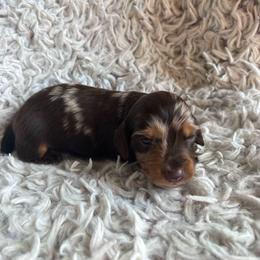 Boy 2 - Dapple male Dachshund puppy in Hindsville, Arkansas from Okie Dokie Doxie