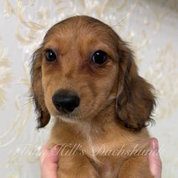 Cinderella - Cream female Dachshund puppy in Jonesboro, Illinois from Twin Hills Dachshunds