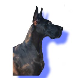 Amelia  - Great Dane