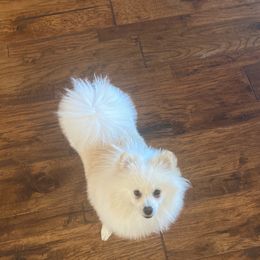 Alfie - Pomeranian