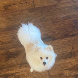 Alfie - Pomeranian