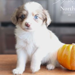 Glacier - Brown merle female Aussiedoodle puppy in Hamilton, Montana from North Lake Aussies