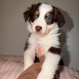 Holly - Red tri-color female Australian Shepherd puppy in Anniston, Alabama from All Hale Aussies
