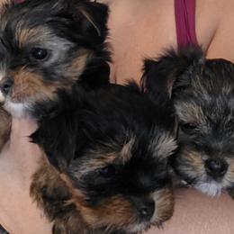 Yorkshire Terrier puppies from YORKIE BY THE LAKE