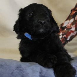 Aussiedoodle Puppies from NC Aussiedoodles