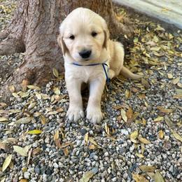 Golden Retriever Puppies from Wishaw Whisky Golden Retrievers
