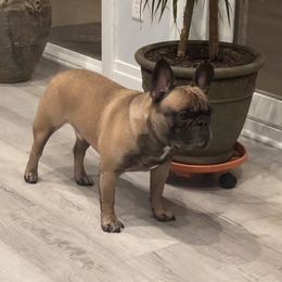 French Bulldog All Grown Up from Cyrek's Bark