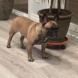 French Bulldog All Grown Up from Cyrek's Bark
