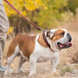 Max - Bulldog