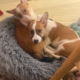 Healing - Fawn female Companion Cross puppy in San Francisco, California from Stonewall Cowboy Corgis