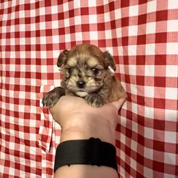 Maltese, Morkie, and Yorkshire Terrier Puppies from California AKC Maltese & Yorkies