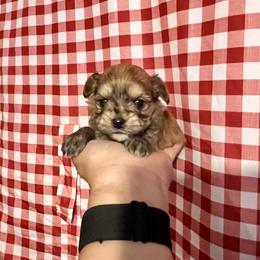 Maltese, Morkie, and Yorkshire Terrier Puppies from California AKC Maltese & Yorkies