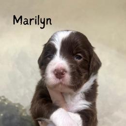 Marilyn - Chocolate female Assorted Doodle Crosses puppy in West Monroe, Louisiana from Southern Haven Doodles