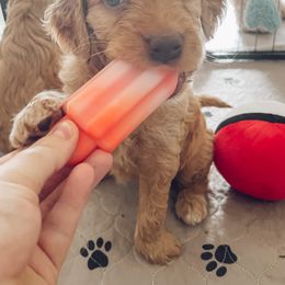 Goldendoodle Puppies from Summer Sun Doodles