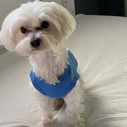 Isaiah - Maltese