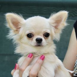 Lila  - Chihuahua