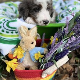 Bernedoodle Puppies from Doodles & Spice