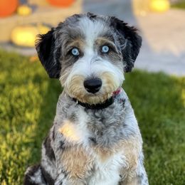 Harley - Aussiedoodle