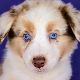 Eevee Girl 3 - Red merle Australian Shepherd puppy in South Hill, Virginia from Silverside Aussies LLC