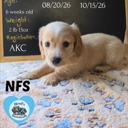 Hercules - Cream male Dachshund puppy in Hoquiam, Washington from Heyd's Mini Dachshunds