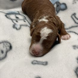 Boy 1 - Red  male Poodle puppy in Ogden, Utah from Bells Poodles