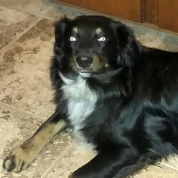 DAZZLE - Australian Shepherd