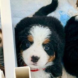 BOY 3- - Black rust and white male Bernese Mountain Dog puppy in White Lake, Michigan from Berner Bud Farm