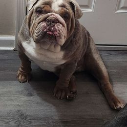 Polar - Bulldog