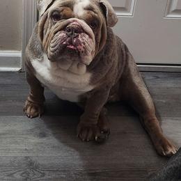 Polar - Bulldog