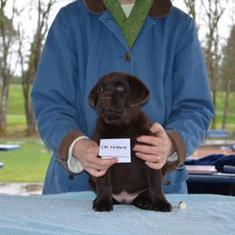 Labrador Retriever Puppies from SciFi Labradors